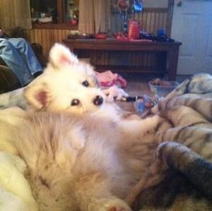 Meet your Posher, Leo